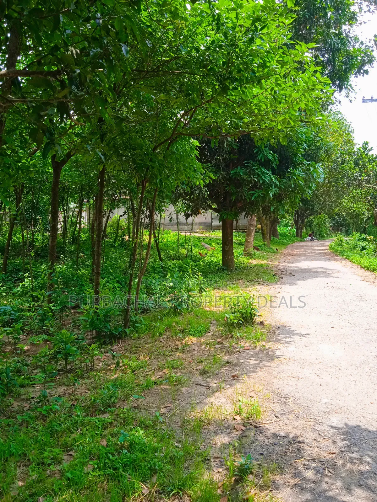 কালিগঞ্জে ১০৫ শতাংশ টিলা প্রকৃতির মাঝে বাগানবাড়ির জমি বিক্রয়