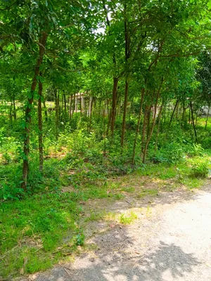 কালিগঞ্জে ১০৫ শতাংশ টিলা প্রকৃতির মাঝে বাগানবাড়ির জমি বিক্রয়