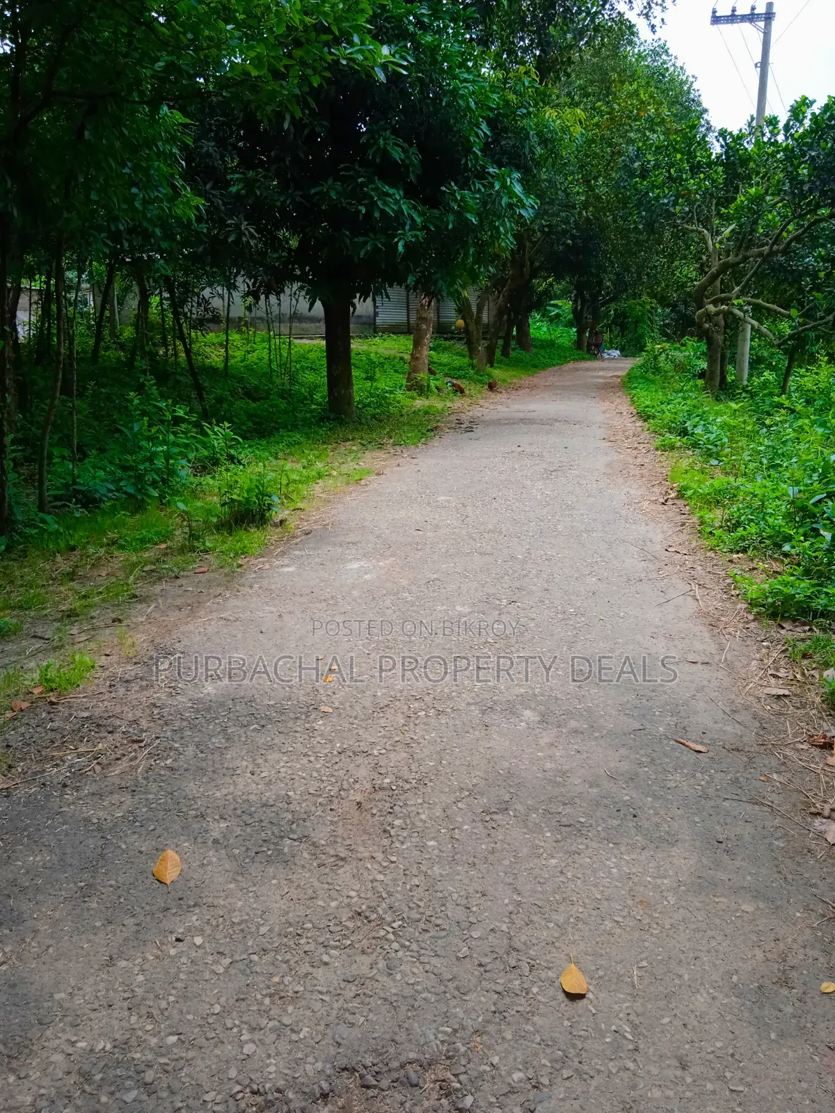 কালিগঞ্জে ১০৫ শতাংশ টিলা প্রকৃতির মাঝে বাগানবাড়ির জমি বিক্রয়