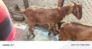 ব্ল্যাক বেঙ্গল ছাগল