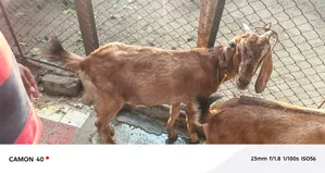 ব্ল্যাক বেঙ্গল ছাগল