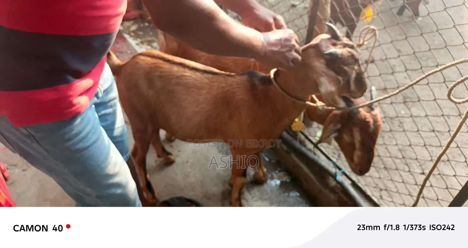 ব্ল্যাক বেঙ্গল ছাগল