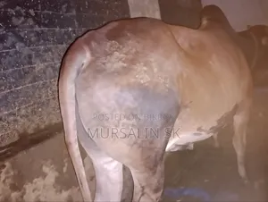 কোরবানির ষাড় গরু