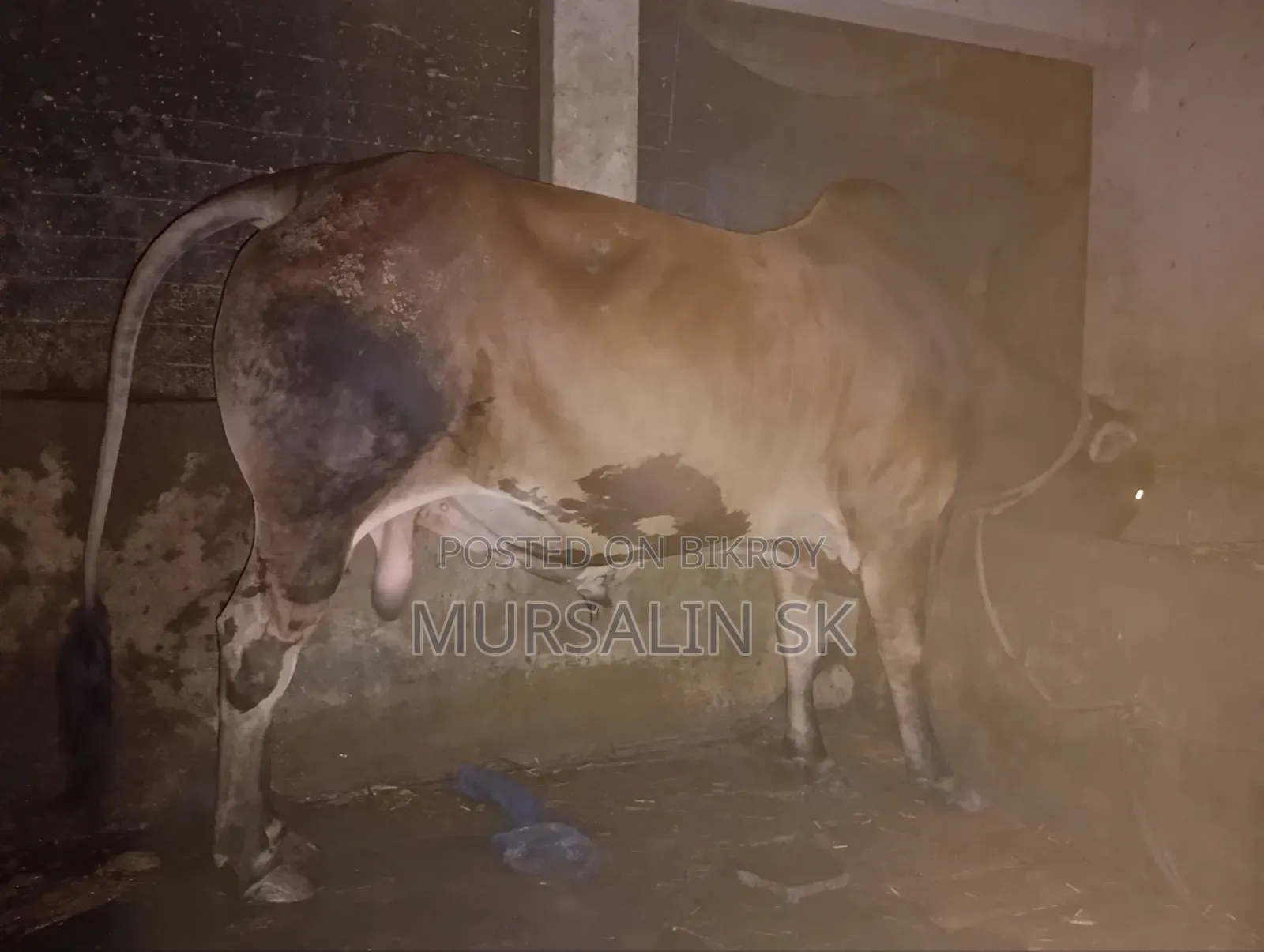কোরবানির ষাড় গরু
