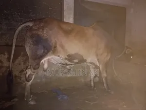 কোরবানির ষাড় গরু