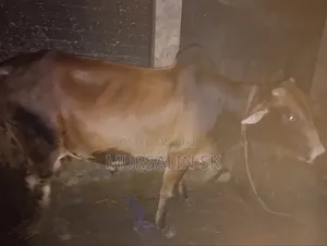 কোরবানির ষাড় গরু