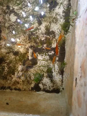 Full Adult Red Tail Platy