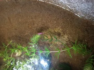 Red Shrimp