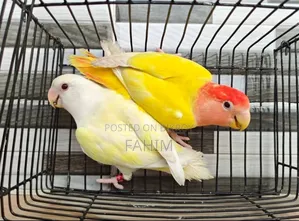 Love Bird Pair