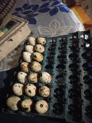 European Giant Quail Fertile Eggs