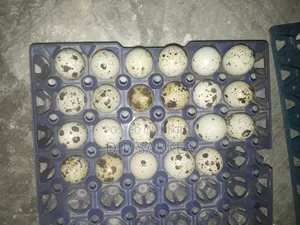 European Giant Quail Fertile Eggs