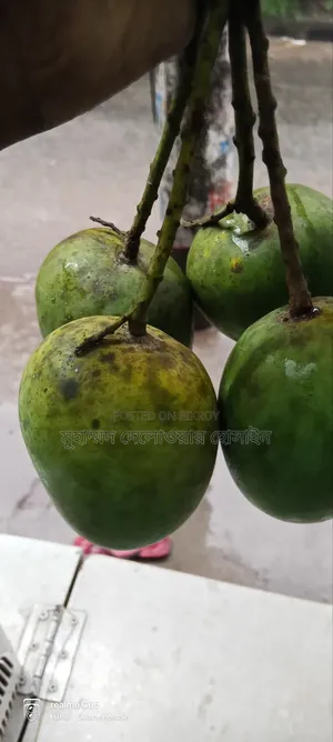 সাতক্ষীরার আসল হিমসাগর আম
