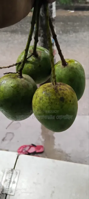 সাতক্ষীরার আসল হিমসাগর আম