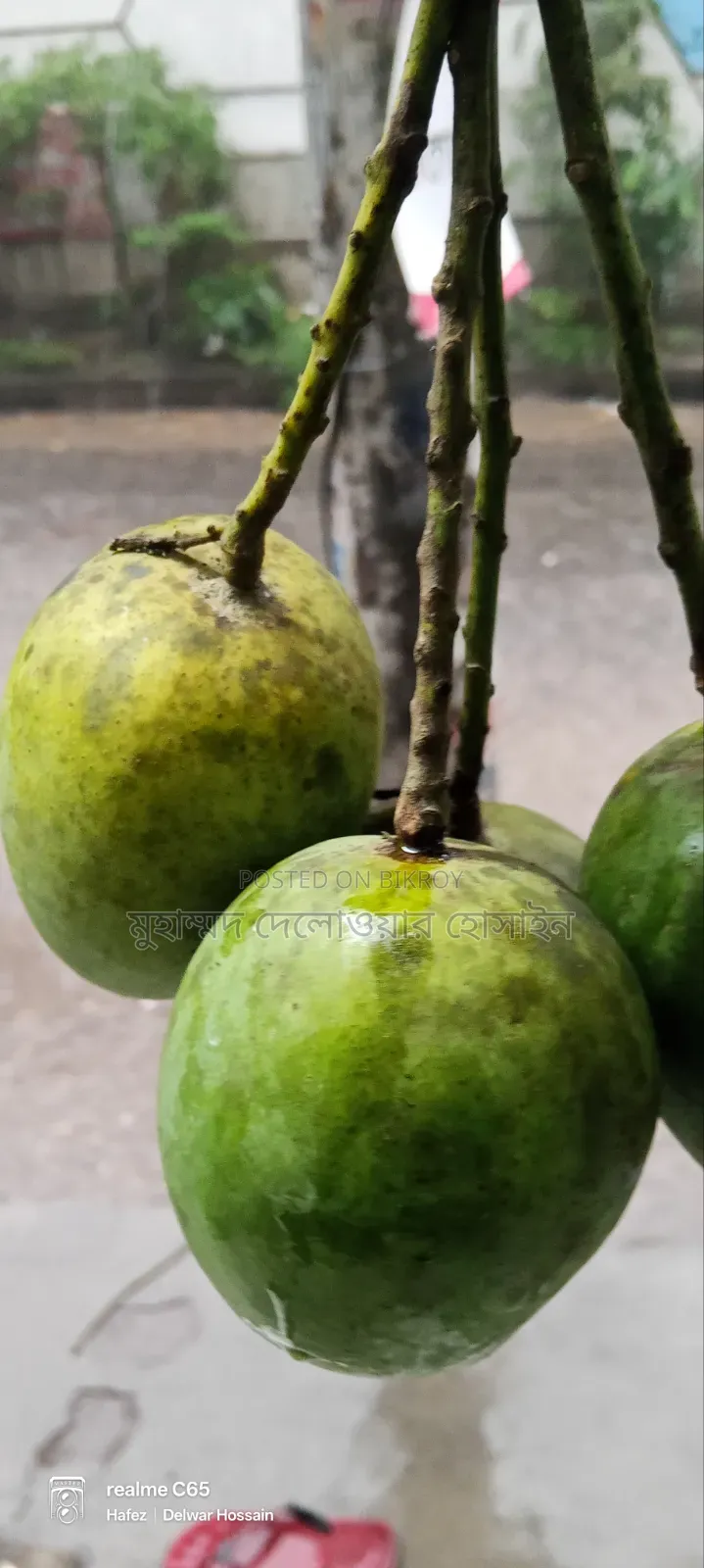 সাতক্ষীরার আসল হিমসাগর আম