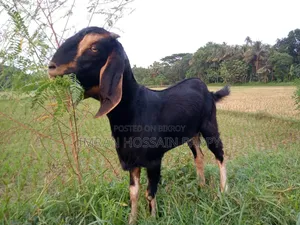 খাসি ছাগল কোরবানির জন্য