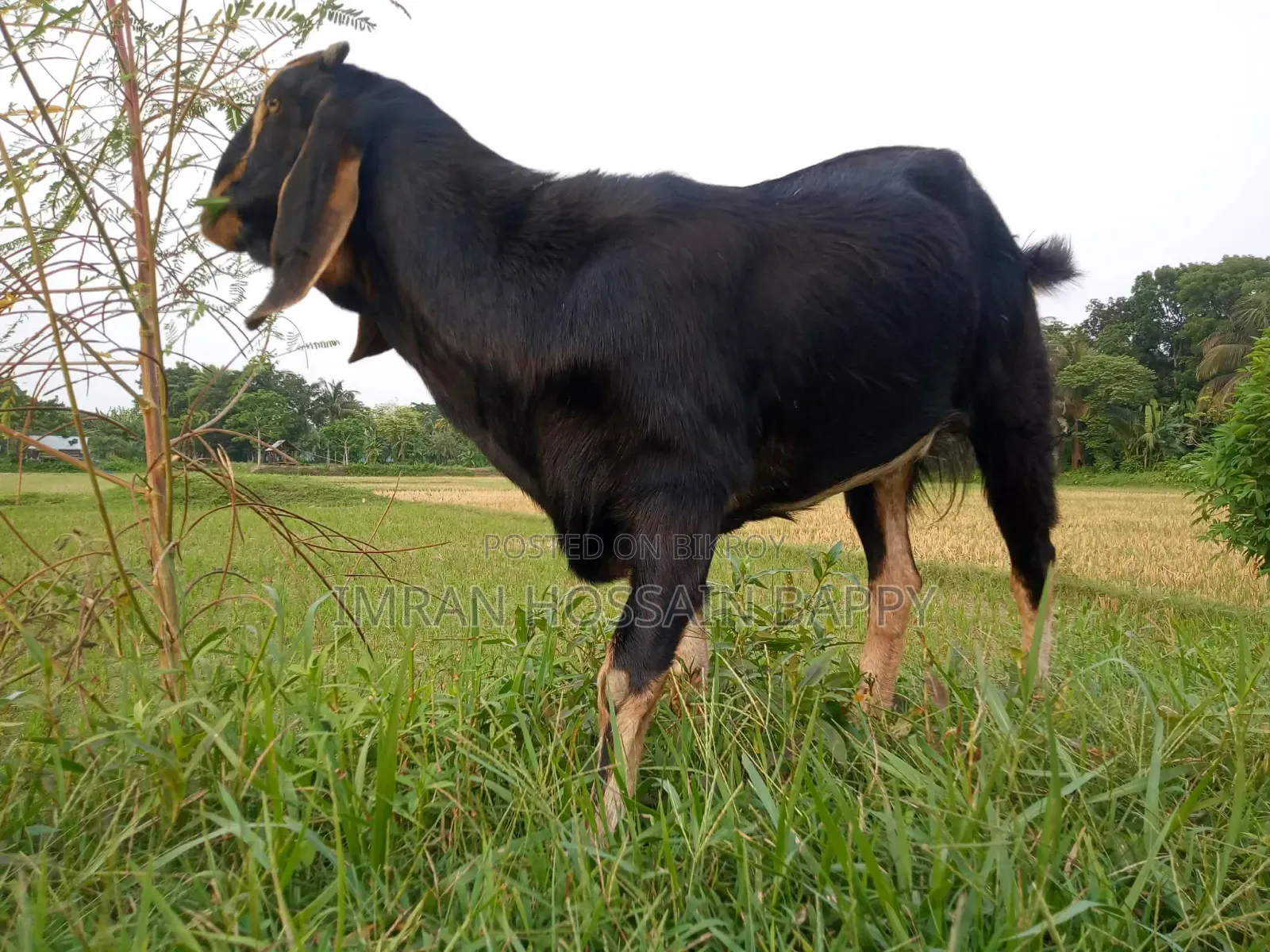 খাসি ছাগল কোরবানির জন্য