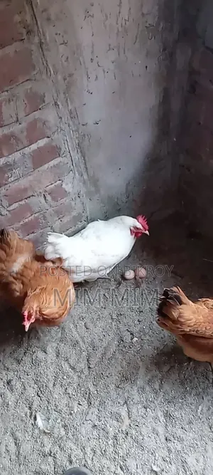 ডিম পাড়া টাইগার মুরগি ৫ পিস বিক্রি করা হবে