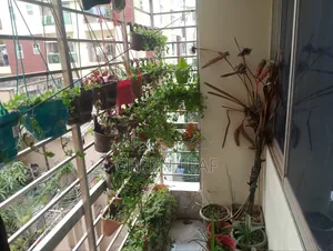 Balcony Plants ( 66 Pcs )