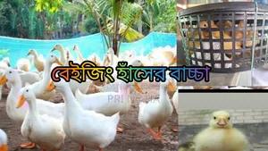 বেলজিয়াম হাঁসের বাচ্চা