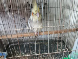 ককাটেল ১০ মাস বয়সী