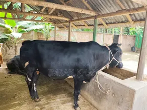 খামারের গরু