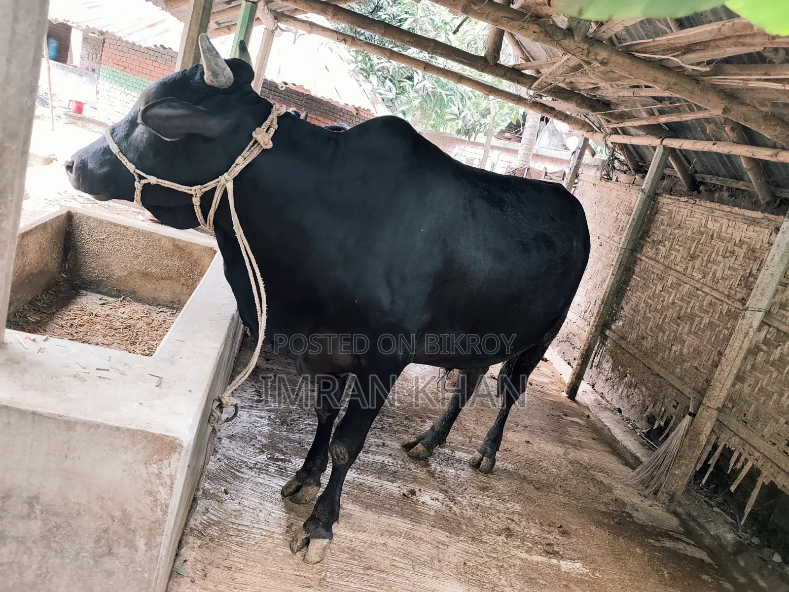 খামারের গরু