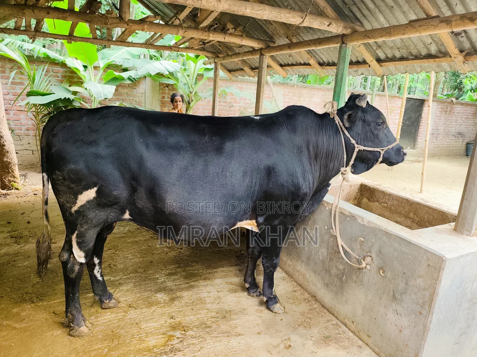 খামারের গরু