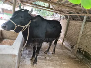 খামারের গরু