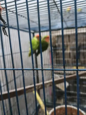 Love Bird Raning Pair