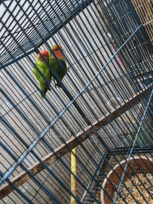 Love Bird Raning Pair