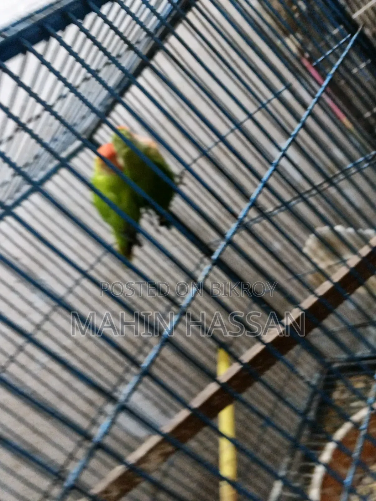 Love Bird Raning Pair