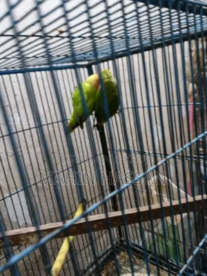 Love Bird Raning Pair