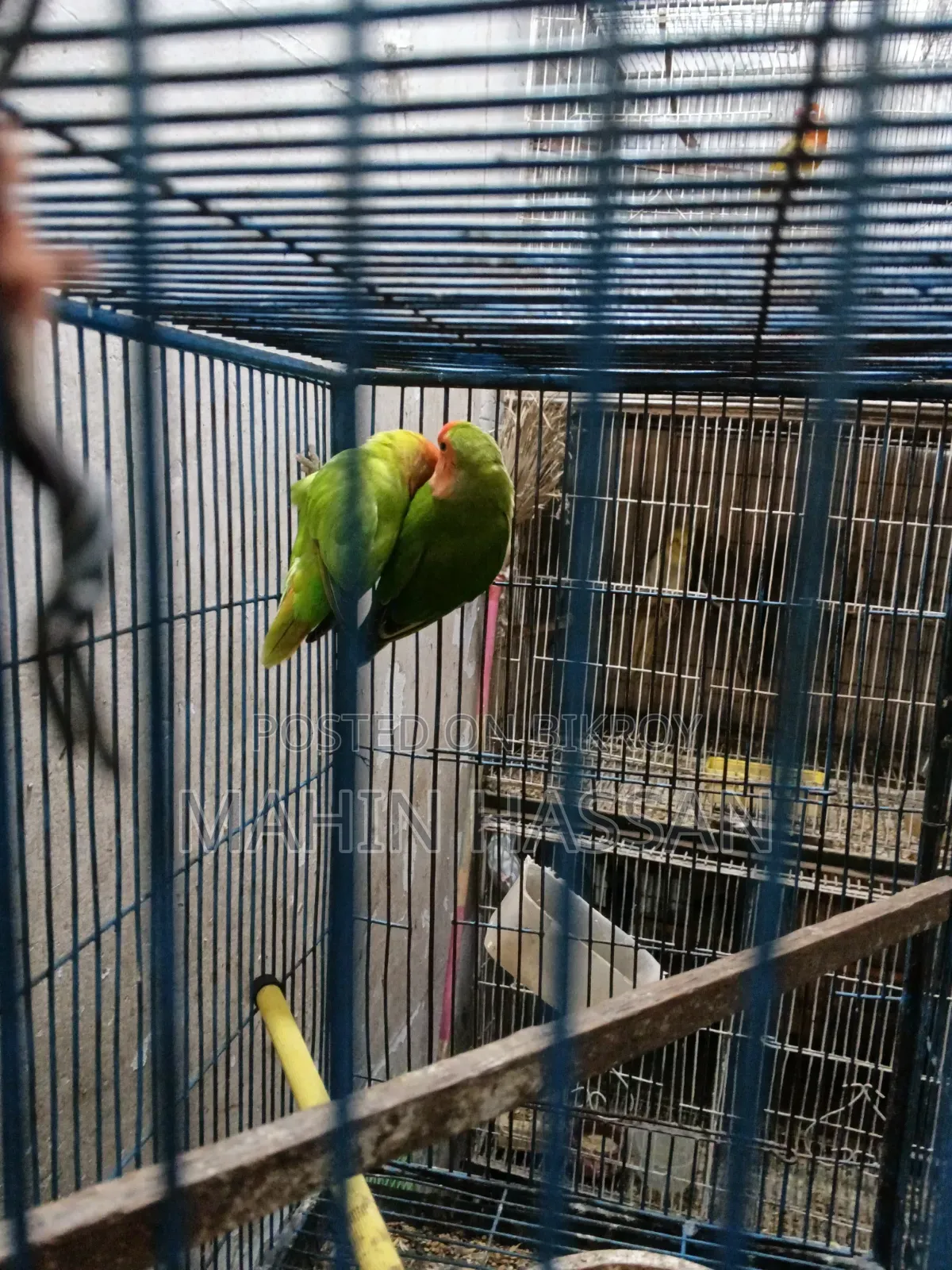 Love Bird Raning Pair