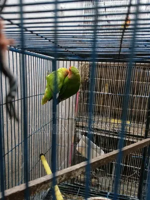 Love Bird Raning Pair