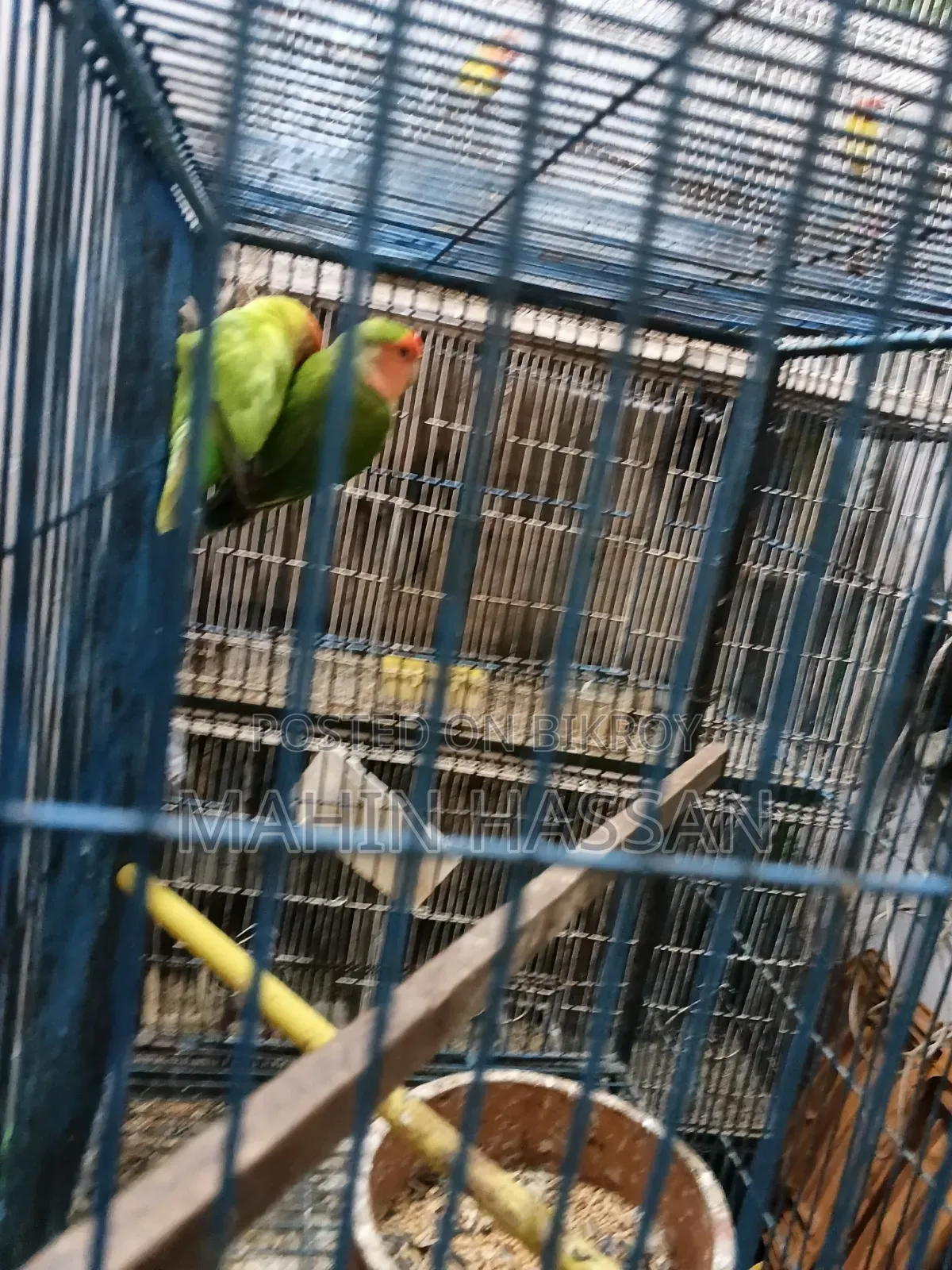 Love Bird Raning Pair