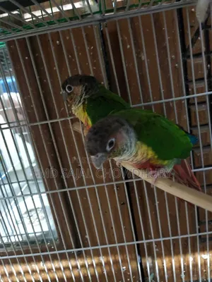 Paraguay Yellow-Sided Single Z Green Cheek Conure