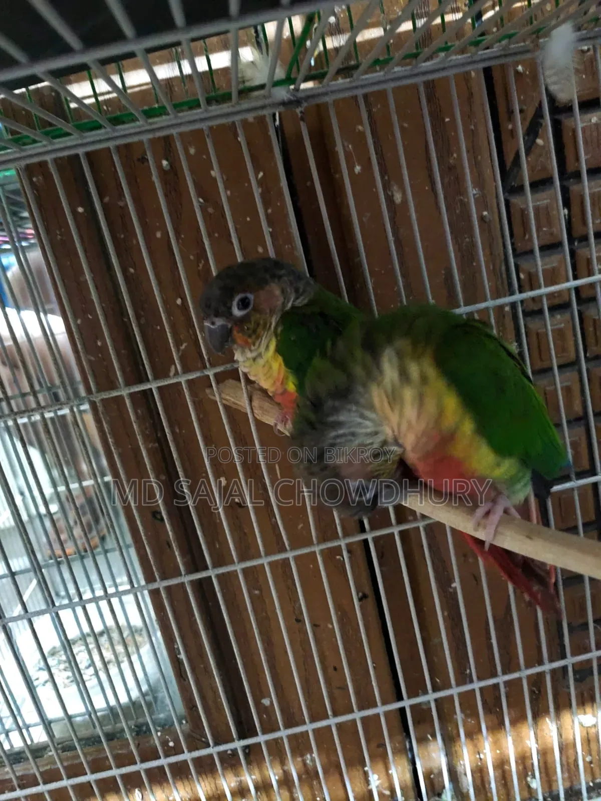 Paraguay Yellow-Sided Single Z Green Cheek Conure
