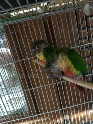 Paraguay Yellow-Sided Single Z Green Cheek Conure