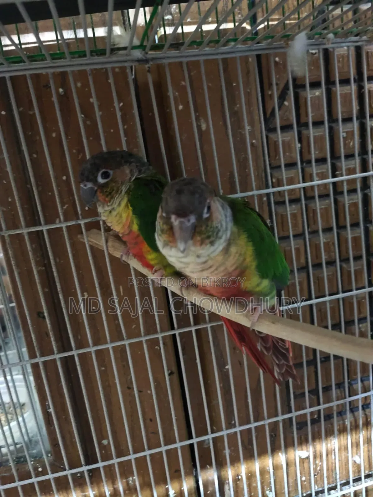 Paraguay Yellow-Sided Single Z Green Cheek Conure