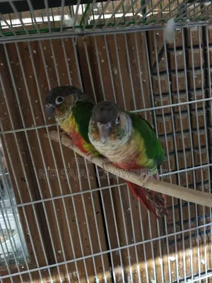 Paraguay Yellow-Sided Single Z Green Cheek Conure