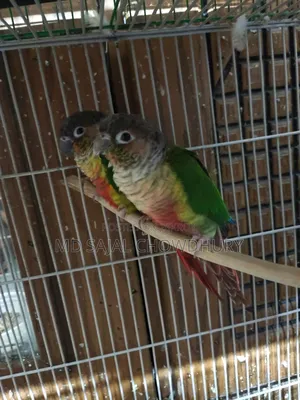 Paraguay Yellow-Sided Single Z Green Cheek Conure