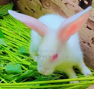 খরগোশগুলো সুলভ মূল্যে বিক্রয় করা হবে