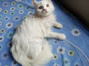 1-3 Months Male Mixed Breed Persian