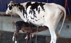 ১২১৬নং উন্নত জাতের গাভী বিক্রি ।