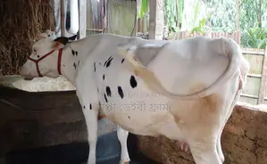 ১২১৭নং ভালো জাতের গাভী গরু বিক্রয় হবে ।