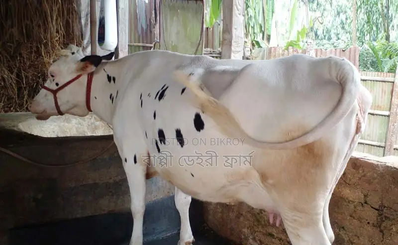 ১২১৭নং ভালো জাতের গাভী গরু বিক্রয় হবে ।