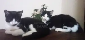 3-6 Months Male Mixed Breed Cat