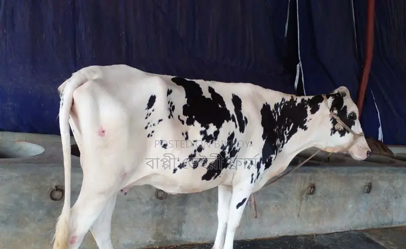 Buy a High-Quality Cow for Your Farm