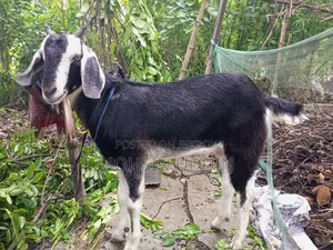 কুরবানির খাশি ছাগল