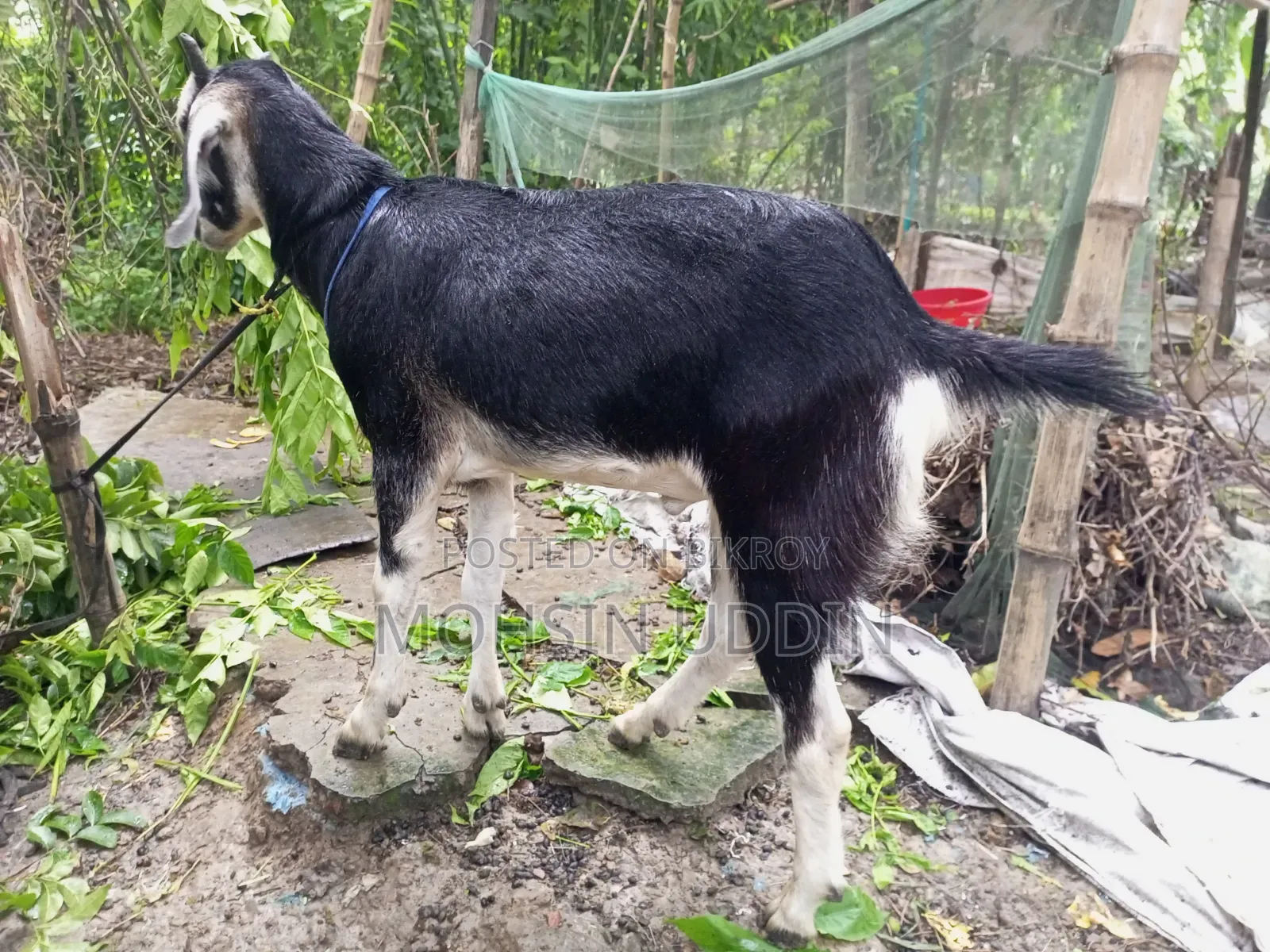 কুরবানির খাশি ছাগল